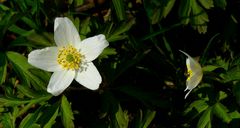 The Living Forest (502) : Wood Anemone 