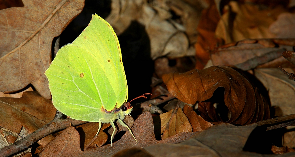 The Living Forest (503) : Brimstone 