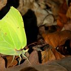 The Living Forest (503) : Brimstone 