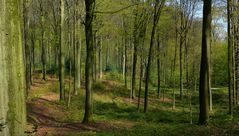 The Living Forest (506) : Green freshness everywhere...