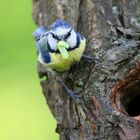 The Living Forest (508) : Blue Tit