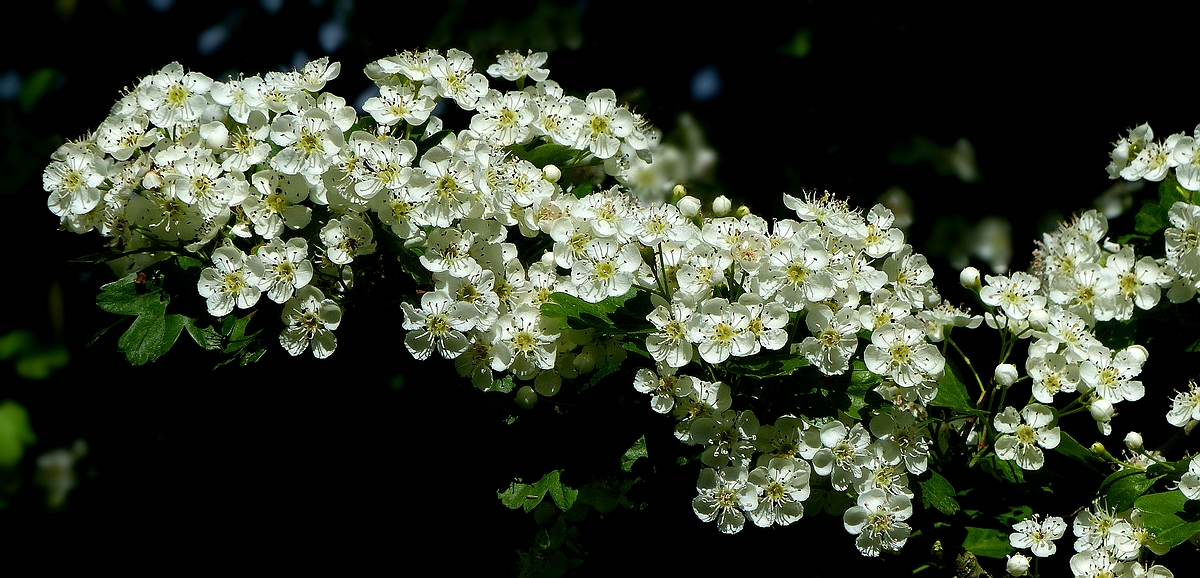 The Living Forest (509) : Common Hawthorn 