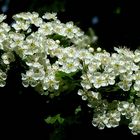 The Living Forest (509) : Common Hawthorn 