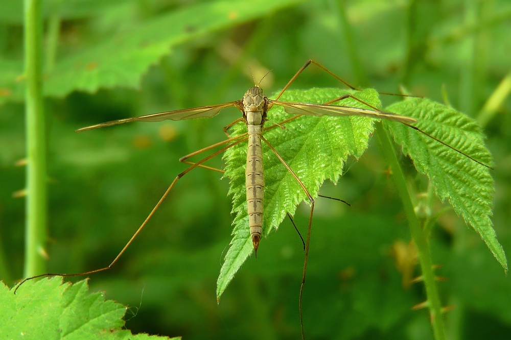 The Living Forest (51) : Crane fly (female)