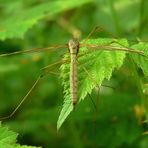 The Living Forest (51) : Crane fly (female)