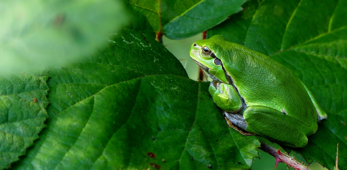 The Living Forest (510) : Tree Frog 