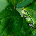 The Living Forest (510) : Tree Frog 