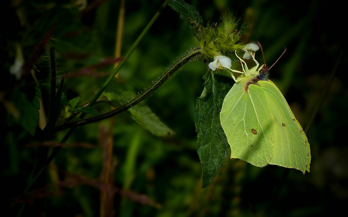 The Living Forest (511) : Brimstone