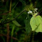 The Living Forest (511) : Brimstone