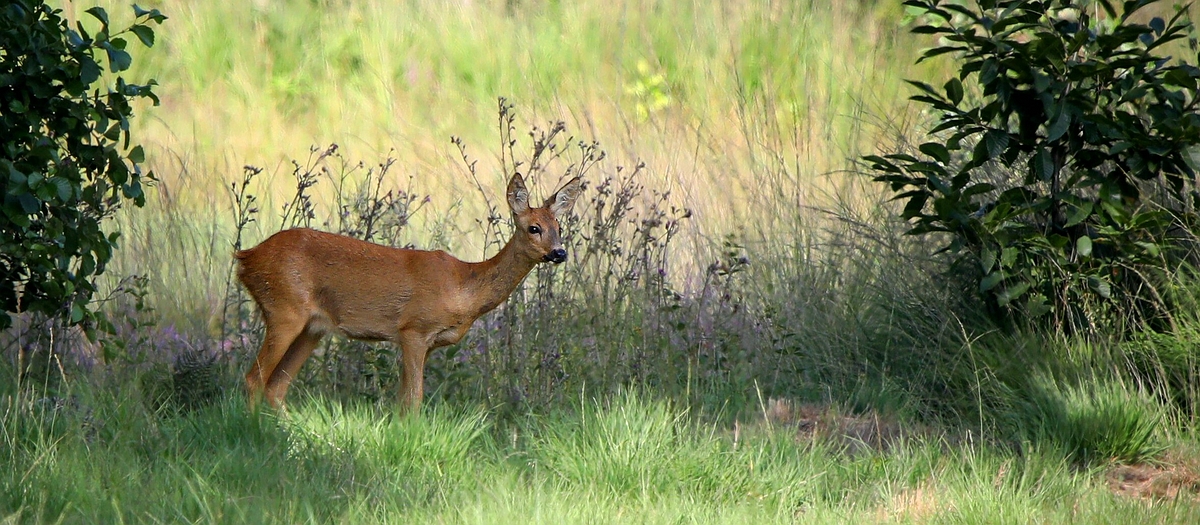 The Living Forest (513) : Roe deer 