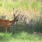The Living Forest (513) : Roe deer 