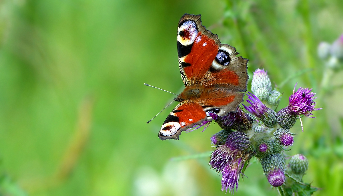 The Living Forest (514) : European Peacock 