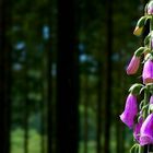 The Living Forest (515) : Foxglove 