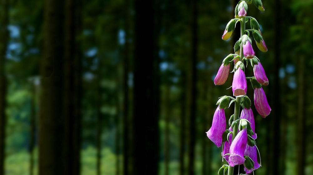 The Living Forest (515) : Foxglove 