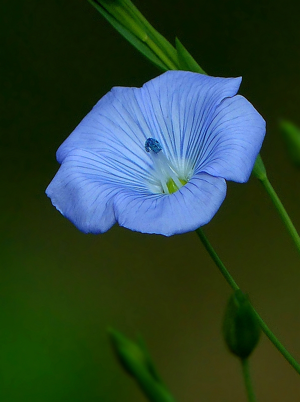 The Living Forest (516) Flax