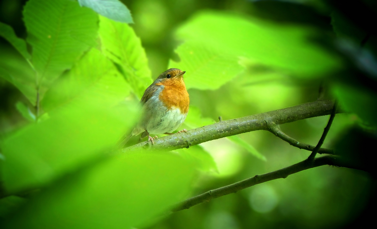 The Living Forest (517) : Robin 