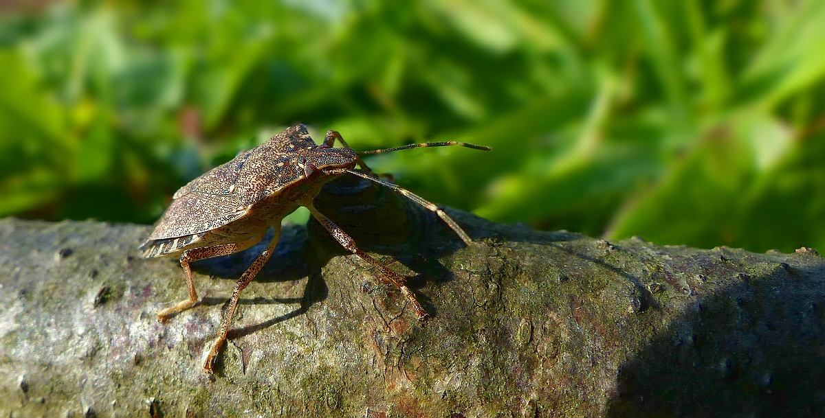 The Living Forest (518) : Brown Marmorated Stink Bug