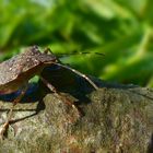 The Living Forest (518) : Brown Marmorated Stink Bug