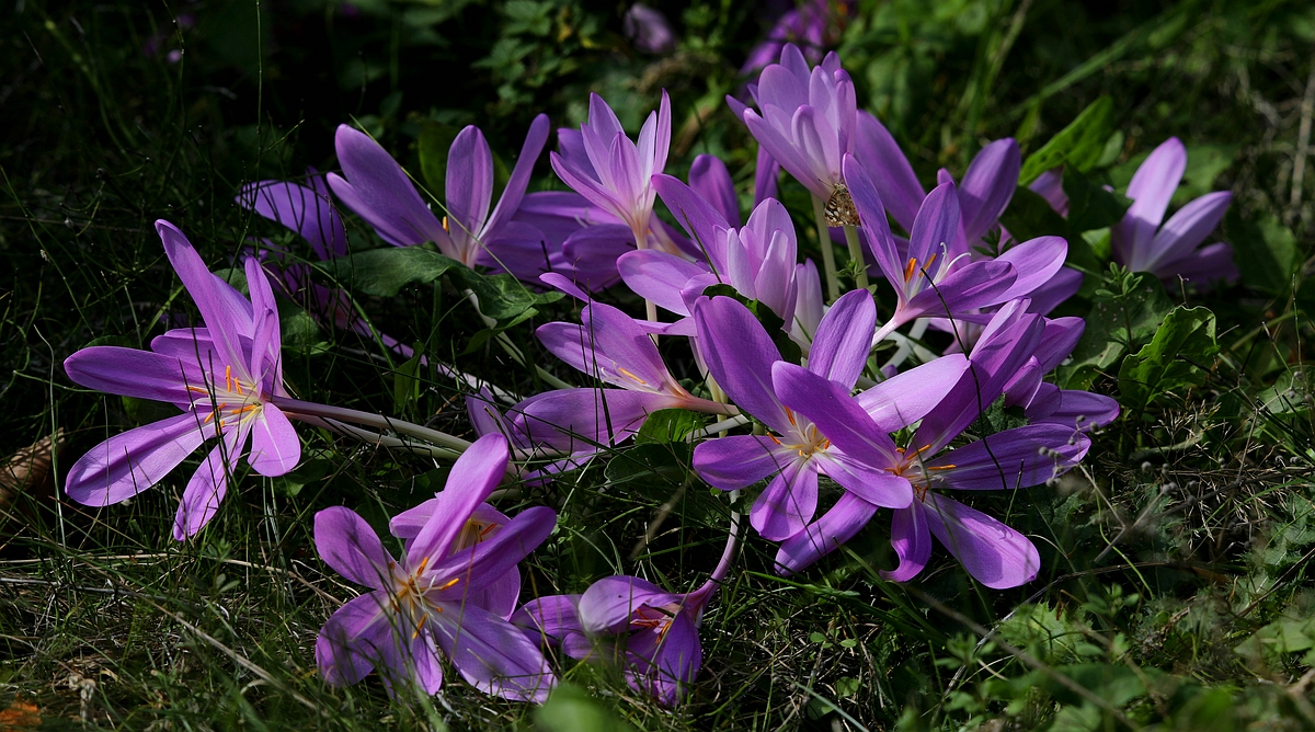 The Living Forest (519) : Autumn Crocus 