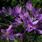 The Living Forest (519) : Autumn Crocus 