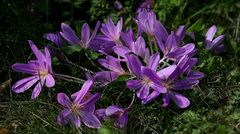 The Living Forest (519) : Autumn Crocus 