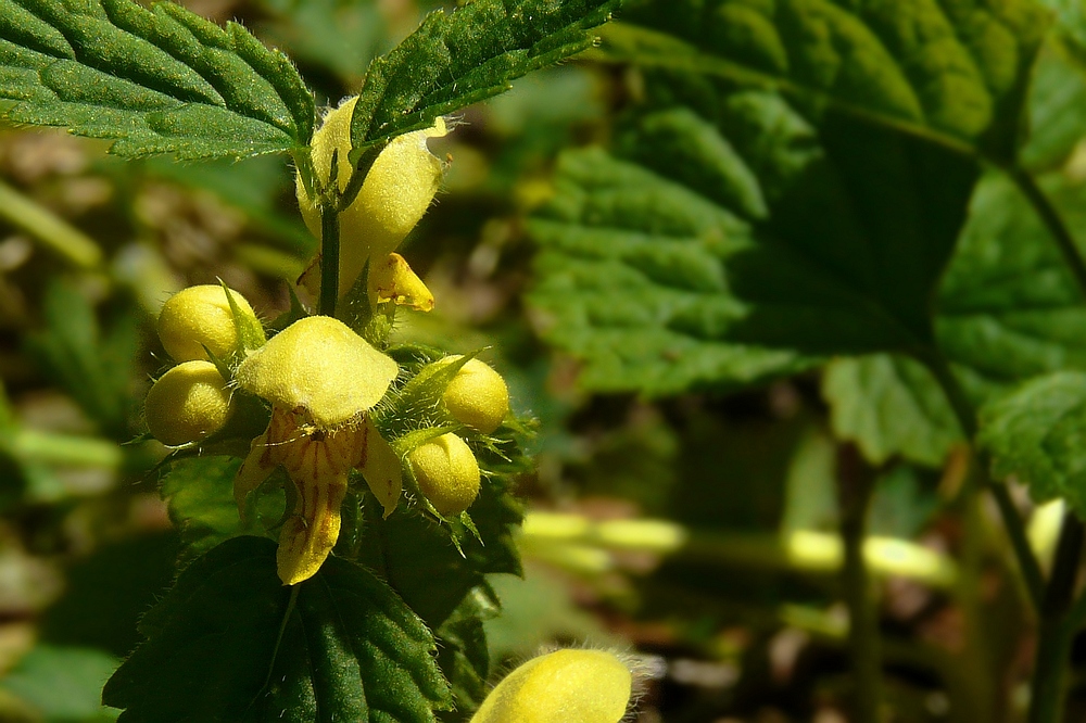 The Living Forest (52) : Yellow Archangel