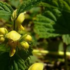 The Living Forest (52) : Yellow Archangel