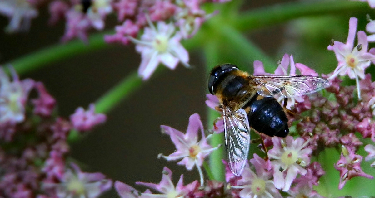 The Living Forest (520) : Drone Fly 