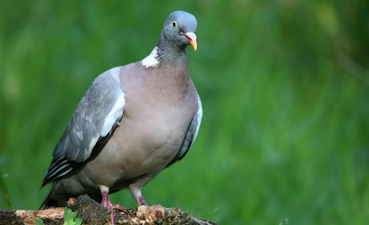 The Living Forest (521) : Wood Pigeon 