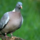 The Living Forest (521) : Wood Pigeon 