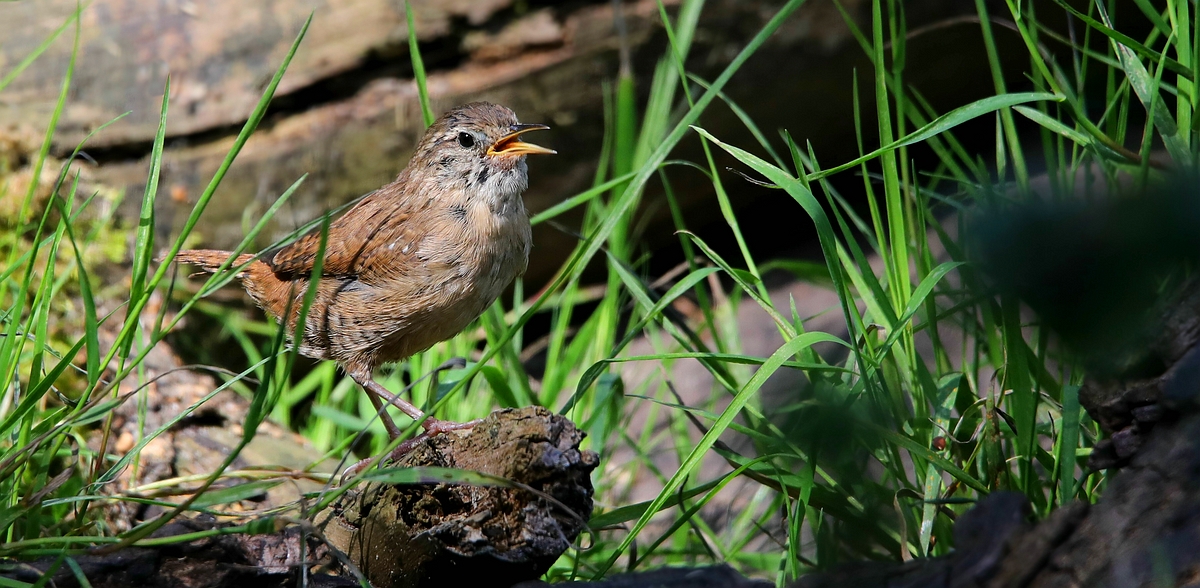 The Living Forest (523) : Wren 