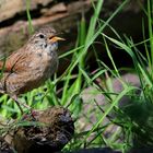 The Living Forest (523) : Wren 