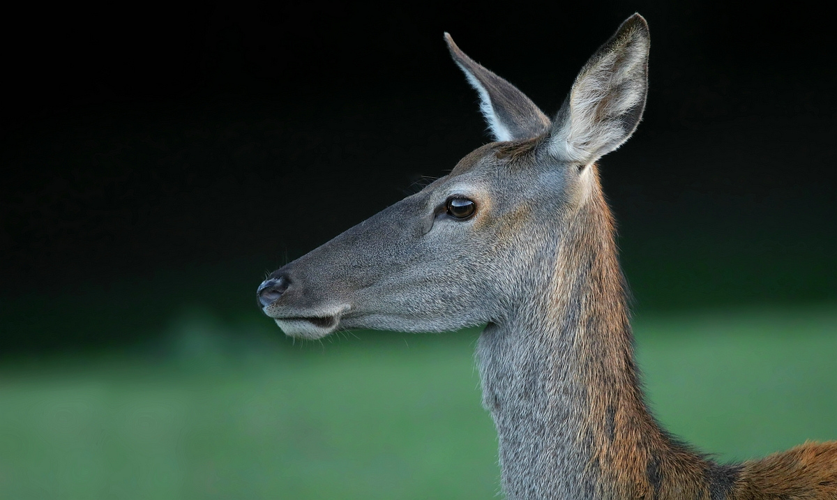 The Living Forest (525) : Red Deer 