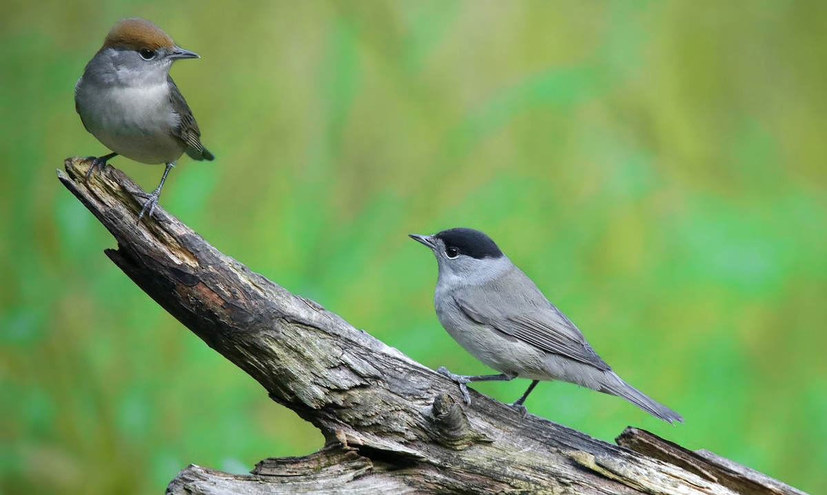 The Living Forest (526) : Blackcap