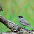 The Living Forest (526) : Blackcap