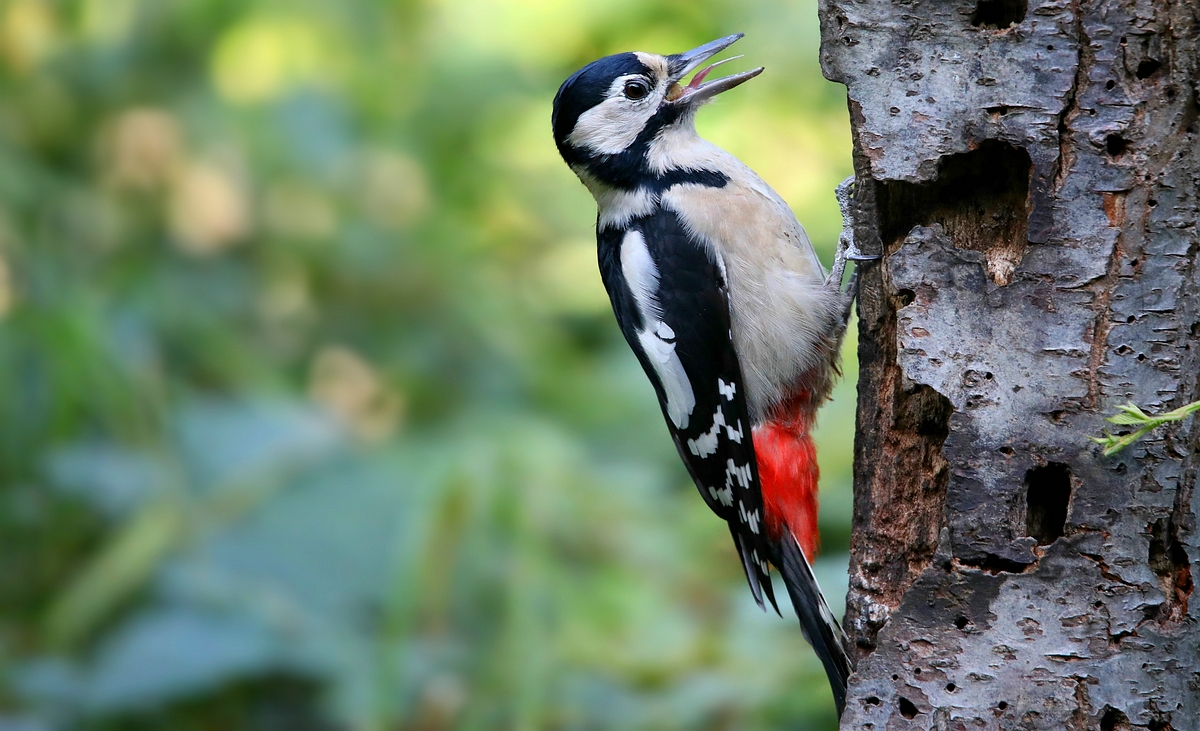 The Living Forest (527) : Great Spotted Woodpecker