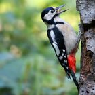 The Living Forest (527) : Great Spotted Woodpecker