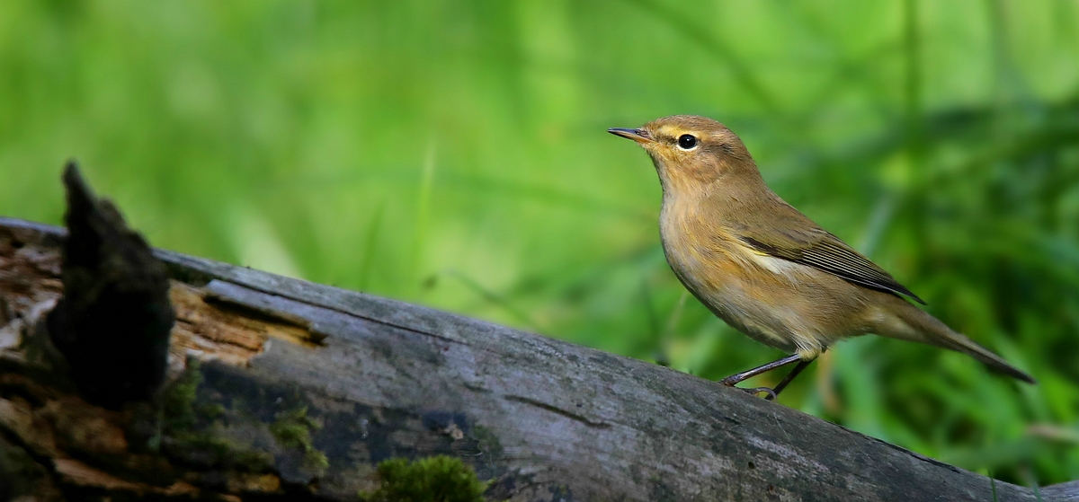 The Living Forest (529) : Chiffchaff