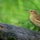 The Living Forest (529) : Chiffchaff