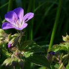 The Living Forest (53) : Wood Cranesbill