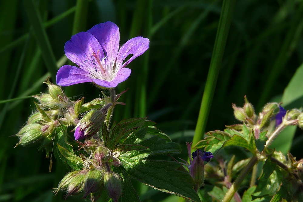 The Living Forest (53) : Wood Cranesbill