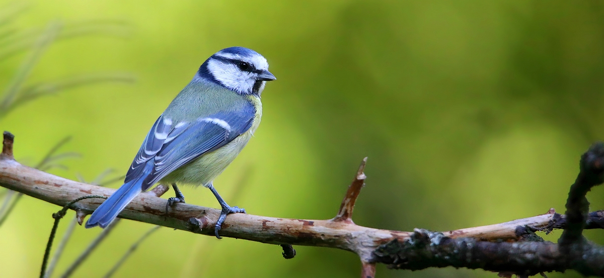 The Living Forest (530) : Blue Tit