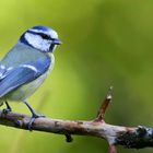 The Living Forest (530) : Blue Tit