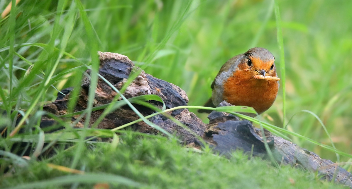 The Living Forest (531) : Robin 