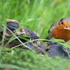 The Living Forest (531) : Robin 