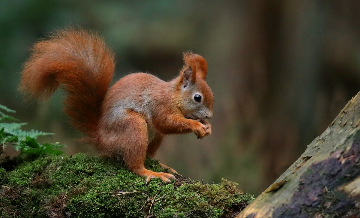 The Living Forest (532) : Red Squirrel 