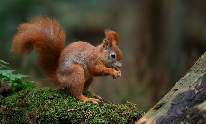 The Living Forest (532) : Red Squirrel 