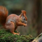 The Living Forest (532) : Red Squirrel 