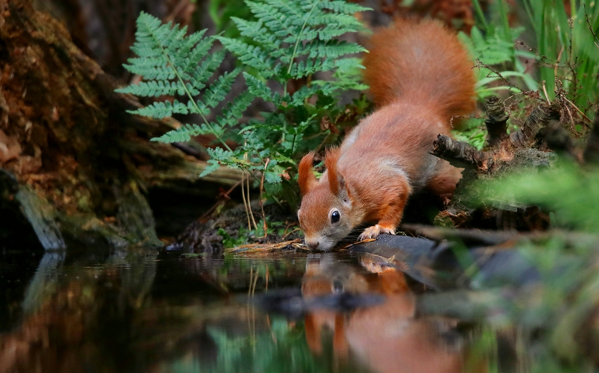 The Living Forest (533) : Thirsty squirrel 