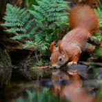 The Living Forest (533) : Thirsty squirrel 